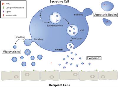 Extracellular Vesicles as Protagonists of Diabetic Cardiovascular Pathology